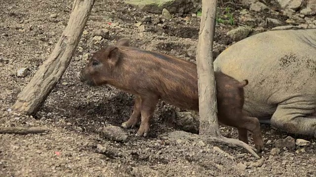 在韩国的非军事区(横穿朝鲜半岛的狭长地带)，一只野猪幼猪在挠自己的身体视频素材