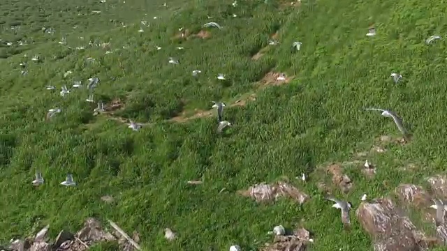 在仁川Ongjin-gun(濒危鸟类的自然栖息地)，海鸥飞过岛屿上空视频素材