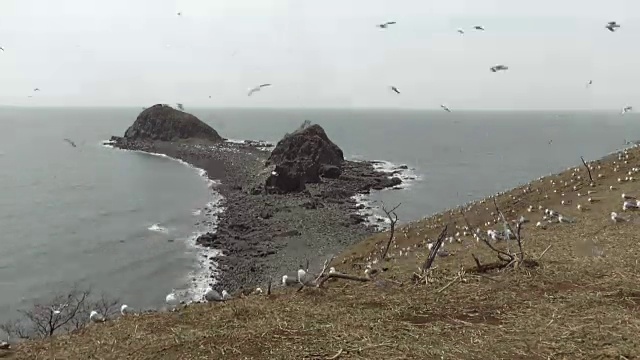 仁川Ongjin-gun(濒危鸟类的自然栖息地)涨潮时的海鸥视频素材