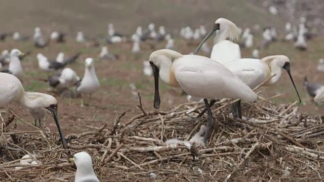 仁川Ongjin-gun(濒危鸟类的自然栖息地)黑脸琵鹭(Platalea minor)的照片视频素材