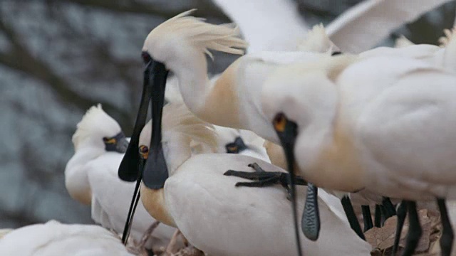 黑脸琵鹭(Platalea minor)在仁川Ongjin-gun(濒危鸟类的自然栖息地)繁殖期的照片视频素材