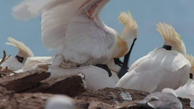 黑脸琵鹭(Platalea minor)在仁川Ongjin-gun(濒危鸟类的自然栖息地)繁殖期的照片视频素材