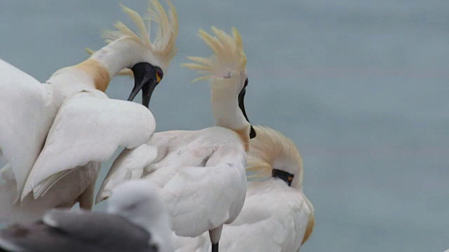 黑脸琵鹭(Platalea minor)在仁川Ongjin-gun(濒危鸟类的自然栖息地)繁殖期的照片视频素材