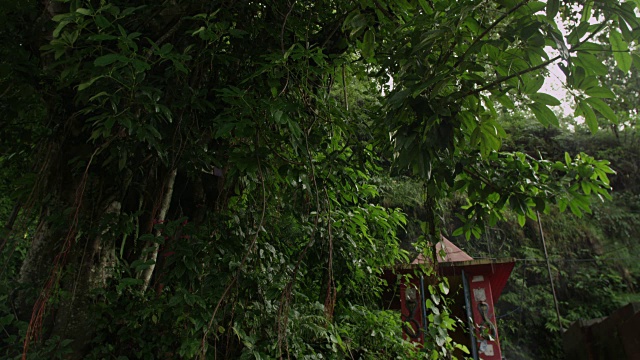 尼泊尔——2015年8月3日:雨季，雨滴从灌木丛中滴落视频素材