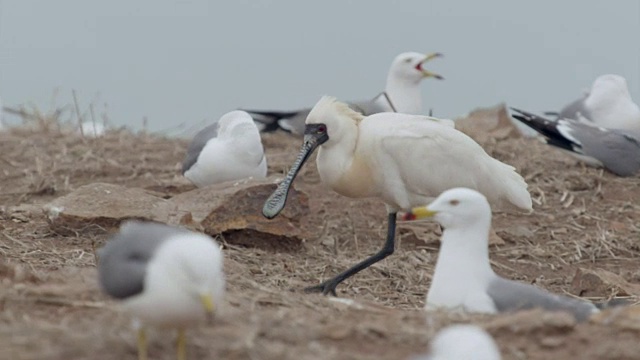 黑脸琵鹭(Platalea minor)在仁川Ongjin-gun(濒危鸟类的自然栖息地)收集稻草视频素材