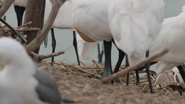 黑脸琵鹭(Platalea minor)在仁川Ongjin-gun(濒危鸟类的自然栖息地)收集稻草视频素材