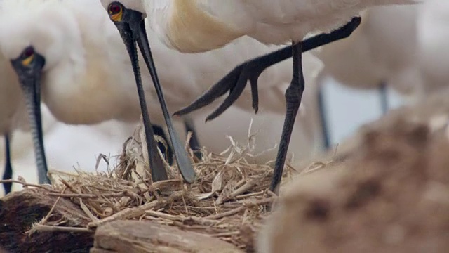 黑脸琵鹭(Platalea minor)在仁川Ongjin-gun(濒危鸟类的自然栖息地)收集稻草视频素材