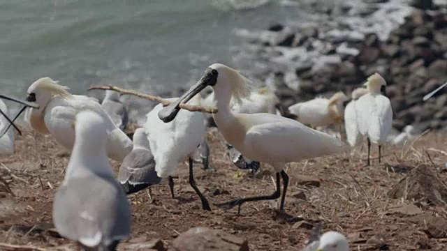 黑脸琵鹭(Platalea minor)在仁川Ongjin-gun(濒危鸟类的自然栖息地)收集稻草视频素材