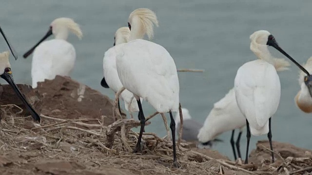 黑脸琵鹭(Platalea minor)在仁川Ongjin-gun(濒危鸟类的自然栖息地)收集稻草视频素材