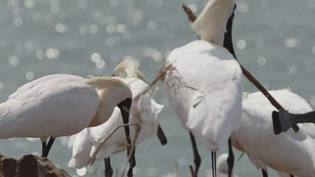 黑脸琵鹭(Platalea minor)在仁川Ongjin-gun(濒危鸟类的自然栖息地)收集稻草视频素材