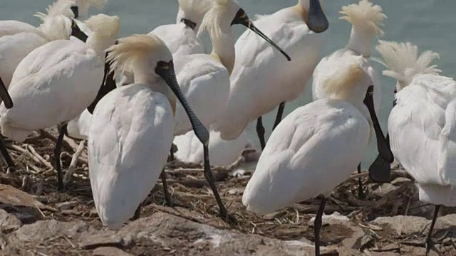 黑脸琵鹭(Platalea minor)在仁川Ongjin-gun(濒危鸟类的自然栖息地)收集稻草视频素材