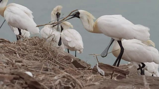 黑脸琵鹭(Platalea minor)在仁川Ongjin-gun(濒危鸟类的自然栖息地)收集稻草视频素材