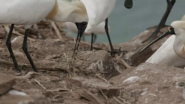 黑脸琵鹭(Platalea minor)在仁川Ongjin-gun(濒危鸟类的自然栖息地)收集稻草视频素材