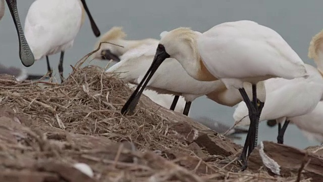 仁川Ongjin-gun(濒危鸟类的自然栖息地)黑脸琵鹭(Platalea minor)的争斗视频素材