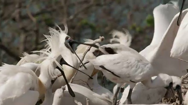 仁川Ongjin-gun(濒危鸟类的自然栖息地)黑脸琵鹭(Platalea minor)的争斗视频素材