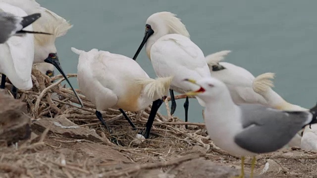 黑脸琵鹭(Platalea minor)在仁川Ongjin-gun(濒危鸟类的自然栖息地)保护其卵视频素材