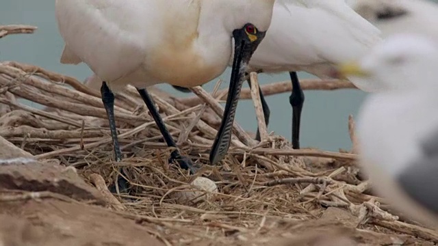 黑脸琵鹭(Platalea minor)在仁川Ongjin-gun(濒危鸟类的自然栖息地)保护其卵视频素材