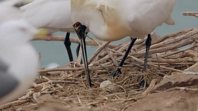 黑脸琵鹭(Platalea minor)在仁川Ongjin-gun(濒危鸟类的自然栖息地)保护其卵视频素材