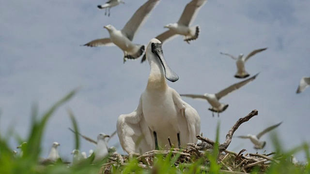 黑脸琵鹭(Platalea minor)在仁川Ongjin-gun(濒危鸟类的自然栖息地)的巢上视频素材