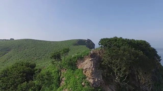 仁川Ongjin-gun(濒危鸟类的自然栖息地)岛上的黑尾鸥，视野开阔视频素材