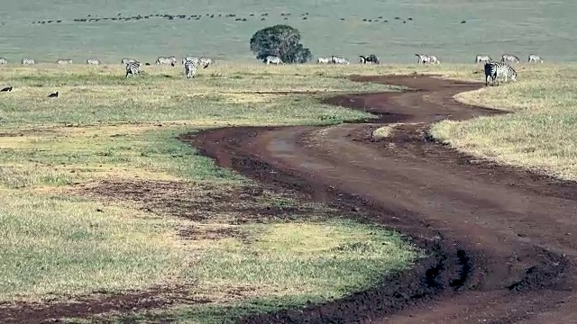 坦桑尼亚恩戈罗戈罗火山口的食草动物视频素材