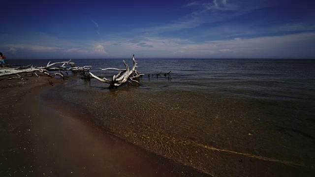 拉脱维亚波罗的海，科尔卡角海滩上的枯死松树视频素材