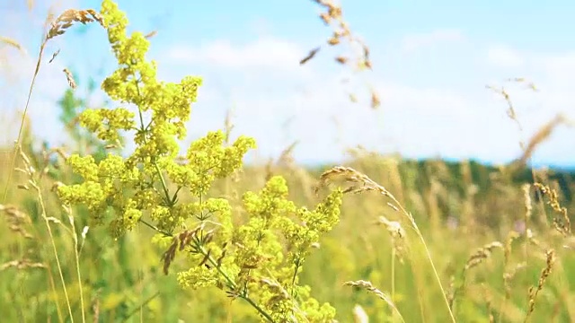 药用植物大药。视频素材