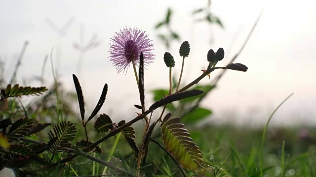 含羞草被称为敏感植物、嗜睡植物、睡莲、不碰我或害羞植物。视频素材