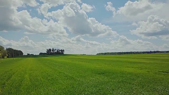 鸟瞰图小麦生长在农业领域。视频素材