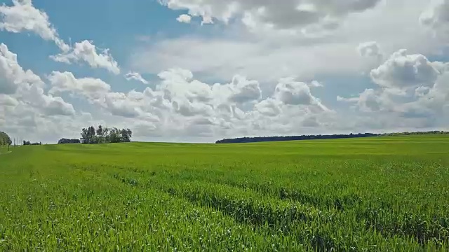 鸟瞰图小麦生长在农业领域视频素材