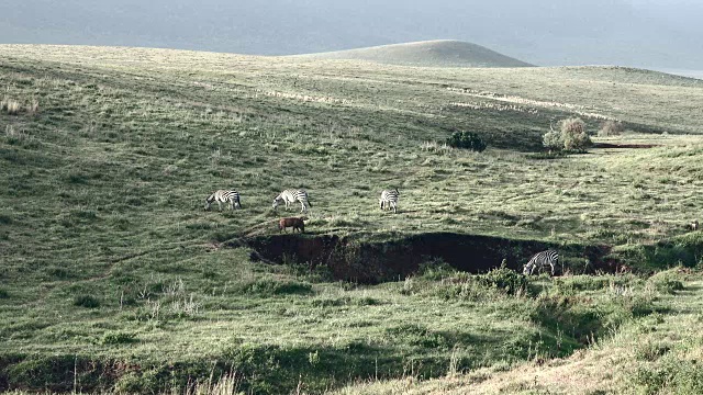 恩戈罗戈罗火山口的食草动物视频素材