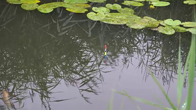 明亮的浮子在河上漂浮着一口鱼视频素材