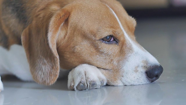 可爱的小猎犬睡觉的特写视频下载