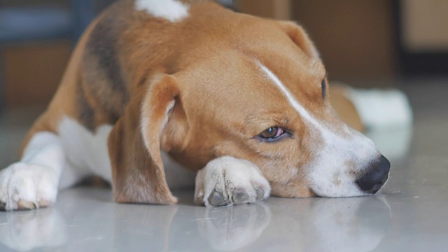 可爱的小猎犬睡觉的特写视频素材