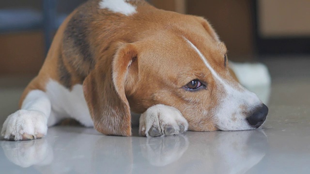 可爱的小猎犬睡觉的特写视频下载