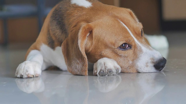 可爱的小猎犬睡觉的特写视频下载