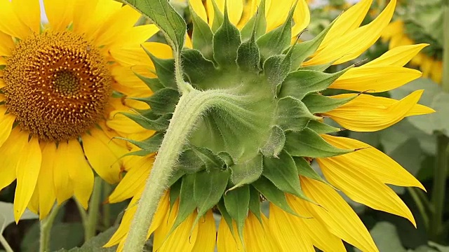 向日葵闭合农业夏季季节视频素材