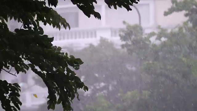 4k大雨天与树的背景。视频素材