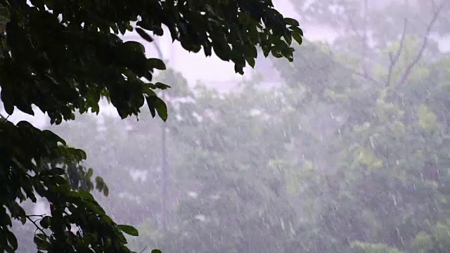 以树为背景的大雨天慢镜头。视频素材