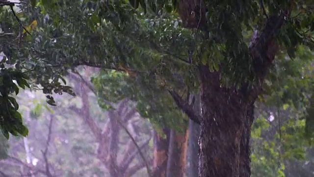 以树为背景的大雨天慢镜头。视频素材