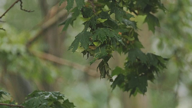 街上倾盆大雨。一场大雨倾泻在树叶上。视频素材