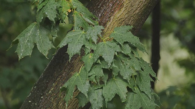 雨滴滴在街上的树叶上。坏天气。视频素材