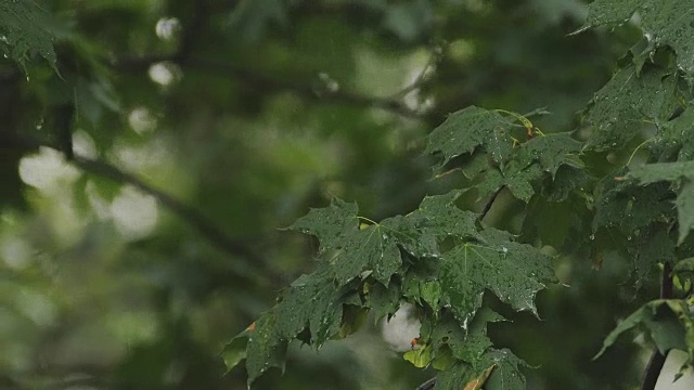 阴雨天气的背景。雨滴从天空倾泻到树叶上视频素材