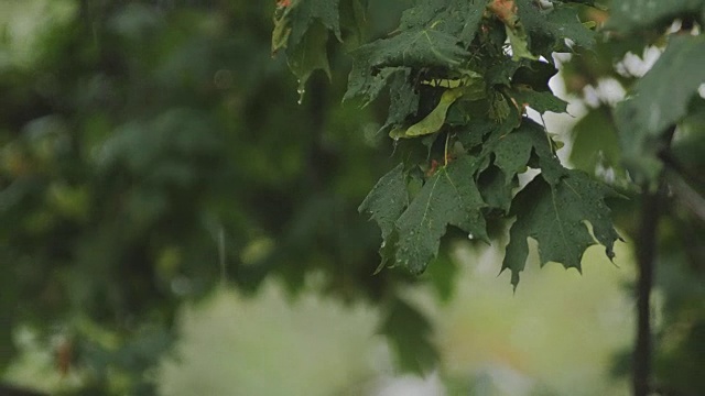 雨落在街上。雨落在树叶上视频素材