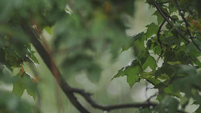 瓢泼大雨。树叶在雨滴下随风摇摆。视频素材