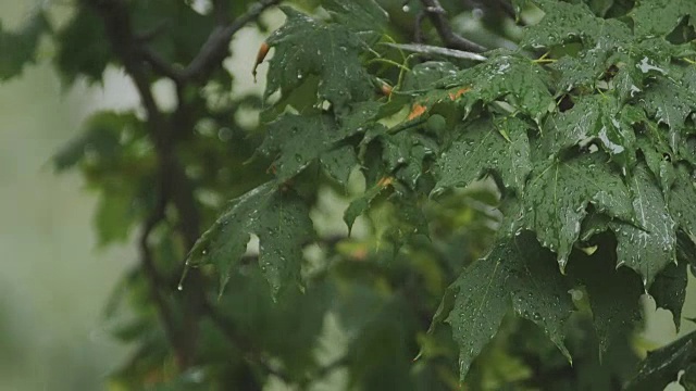 阴雨天气的背景。雨滴从天空倾泻到树叶上视频素材