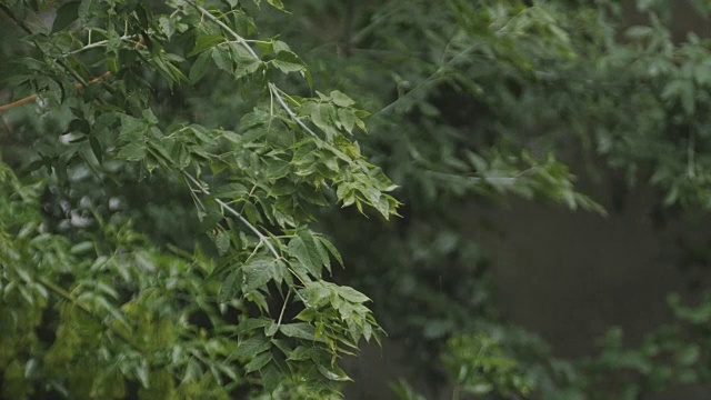 街上倾盆大雨。一场大雨倾泻在树叶上。视频素材