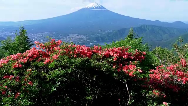 富士山上的杜鹃花视频素材