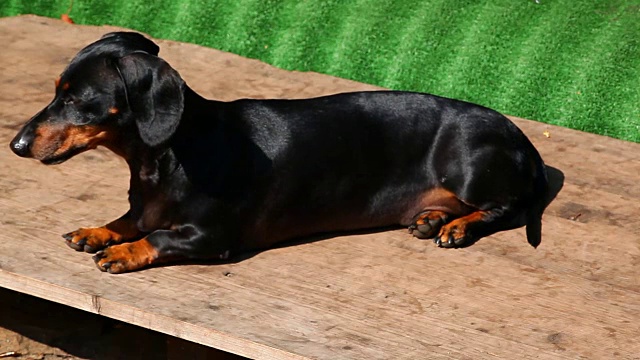 腊肠犬夏日花园视频素材