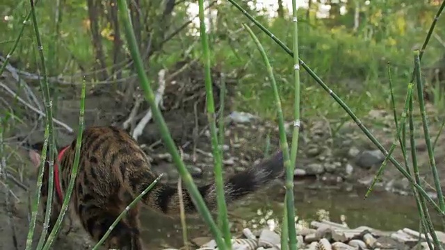 一只孟加拉猫走过草地视频素材